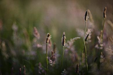 Faker百炼成金 英雄联盟全球总决赛T1战胜WBG